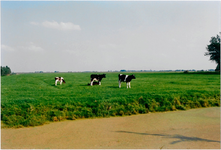 CPH_map1_148 Weiland met koeien behorende bij de stolpboerderij van de familie C. Mus. aan de Purmerdijk nummer 10. ...
